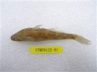 藏品(點帶叉舌鯊)的圖片